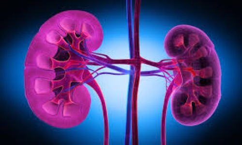 treatment of kidney (गुर्दे की बीमारी का इलाज)