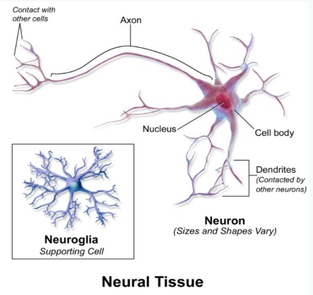 Nervous Tissue
