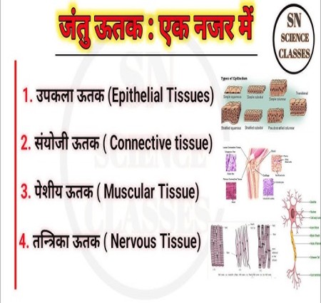 जंतु  ऊतक