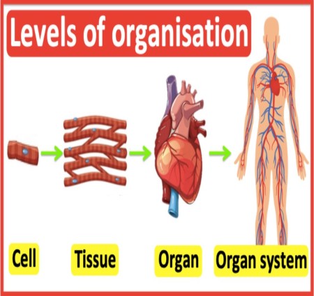 Cell to  organ system