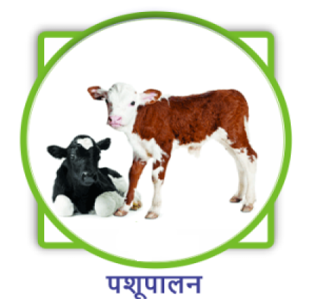 आएइ जाने की पशुपालन क्या है