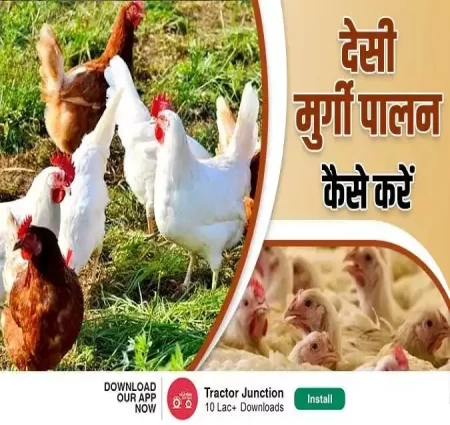 मुर्गी पालन