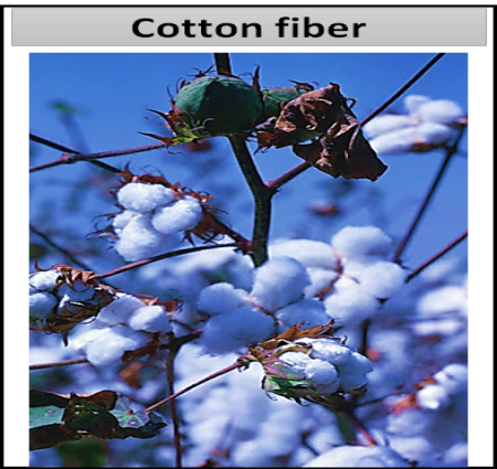 आएइ जाने की वनस्पति तंतु क्या है