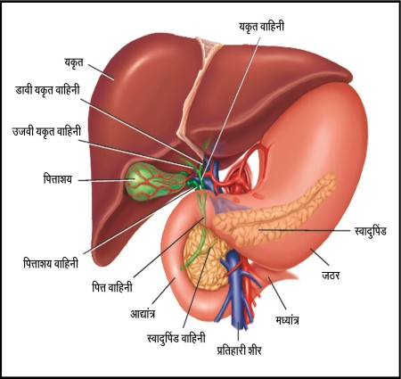 आए इ जानते हैं कि यकृत के बारे में