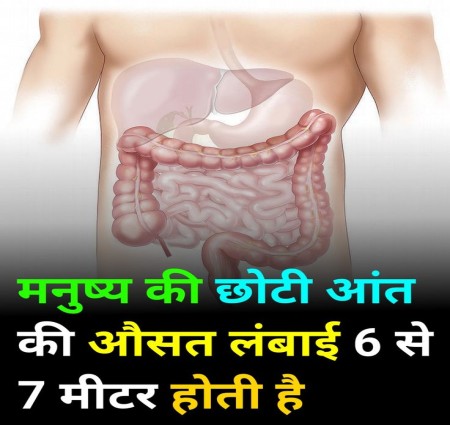 हम आज जानेंगे की छोटी आंत क्या है