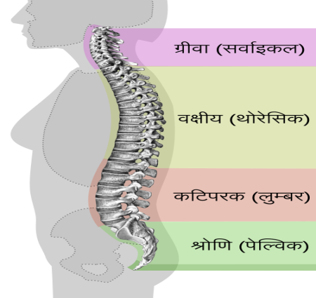 कोल्लम ग्रंथि क्या है हम इसके बारे में जानेंगे