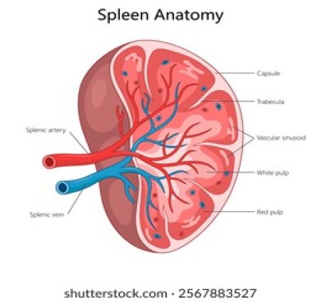आएइ जानते हैं कि  प्लीहा क्या है
