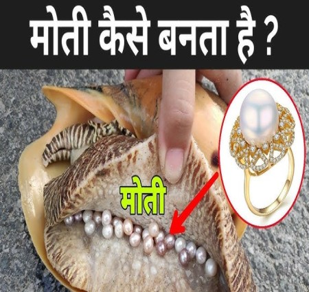 कैसे बनता है मोती