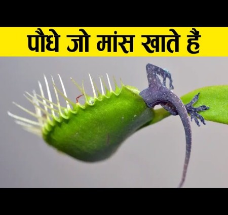 आए इ जानते हैंमांसाहारी पेड़ पौधे के बारे में
