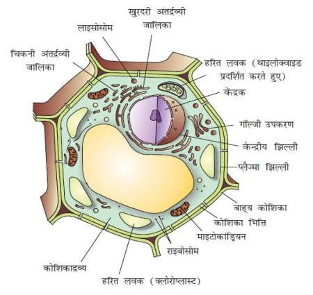 पादप कोशिका तथा जंतु कोशिका