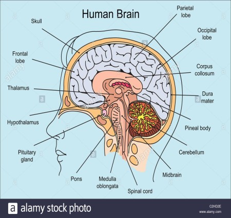 Human Brain