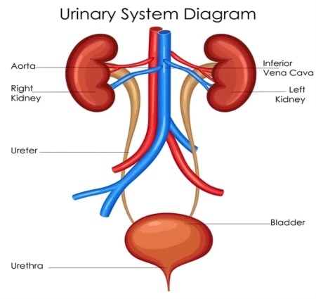 URINARY SYSTEM