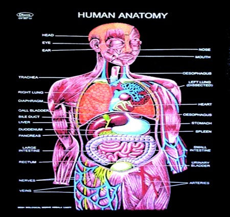 HUMAN BODY