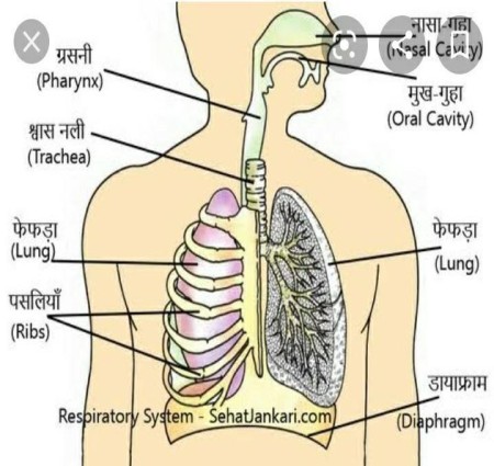 मानव श्वसन तंत्र: कार्य  संरचना और महत्व की संपूर्ण गाइड