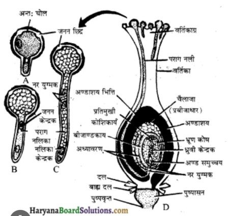 जीव जनन कैसे करते हैं? — विज्ञान का एक महत्वपूर्ण अध्याय 