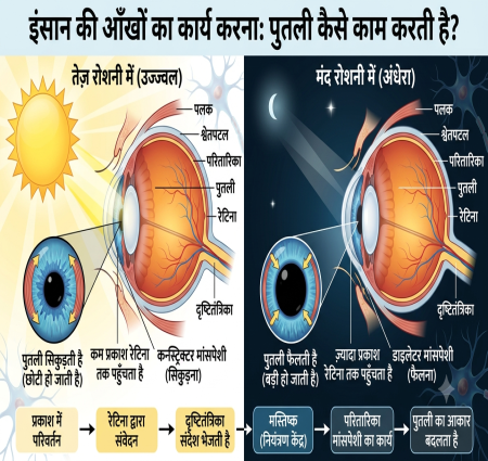 इंसान की आँखों का अद्भुत सफर: जानिए पुतली कैसे काम करती है?