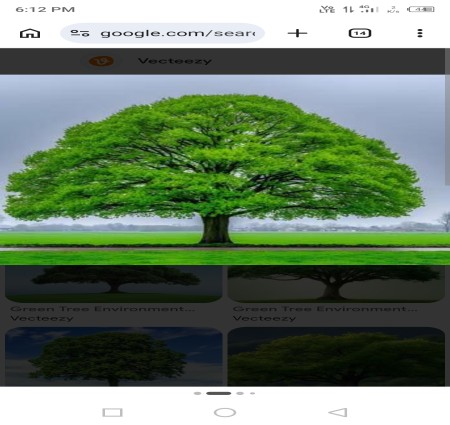 THE TREES