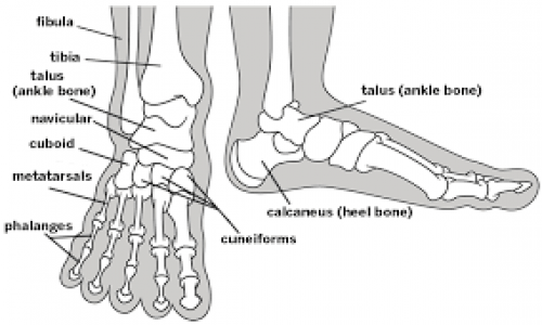 Foot and Ankle