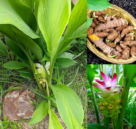 औषधियों की रानी  हल्दी : चोट से लेकर सुंदरता तक  जानिए इसके चमत्कारी गुण और सही उपयोग